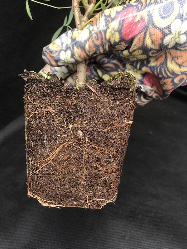 Азалия крупноцветковая Паркфейер 1 шт Р9